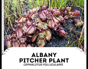 Kannenpflanze - Cephalotus follicularis - Seltene 'Fleischfressende' Samen