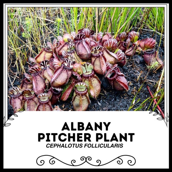 Albany Pitcher Plant - Cephalotus Follicularis - Rare 'carnivorous