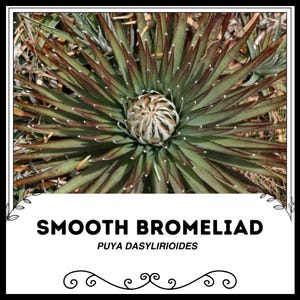 Smooth Bromeliad - Puya Dasylirioides - Rare Bromeliad &#39;Plants&#39; Seeds - Smooth leaved Tillandsia, Blushing Bromeliad, Air Plant, Gray Moss