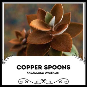 Puede incluir: Copper Spoons, Kalanchoe orgyalis, una planta suculenta con hojas de color cobre.