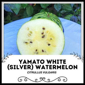 Peut inclure: Une pastèque jaune coupée en deux avec des graines noires. La peau est verte et rayée. Le texte "YAMATO WHITE (SILVER) WATERMELON CITRULLUS VULGARIS" est sous la pastèque.