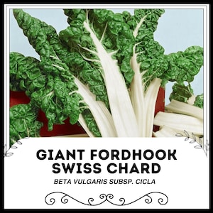 Giant Fordhook snijbiet - Beta vulgaris subsp. Cicla: zeldzame groenten uit een erfstuk