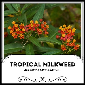 Tropical Milkweed - Asclepias Curassavica - Rare &#39;Plant&#39; Seeds - Blood flower, Orange-Yellow, scarlet milkweed, Apocynaceae,Wild Ipecacuanha