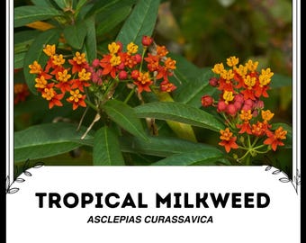 Tropical Milkweed - Asclepias Curassavica - Rare 'Plant' Seeds - Blood flower, Orange-Yellow, scarlet milkweed, Apocynaceae,Wild Ipecacuanha