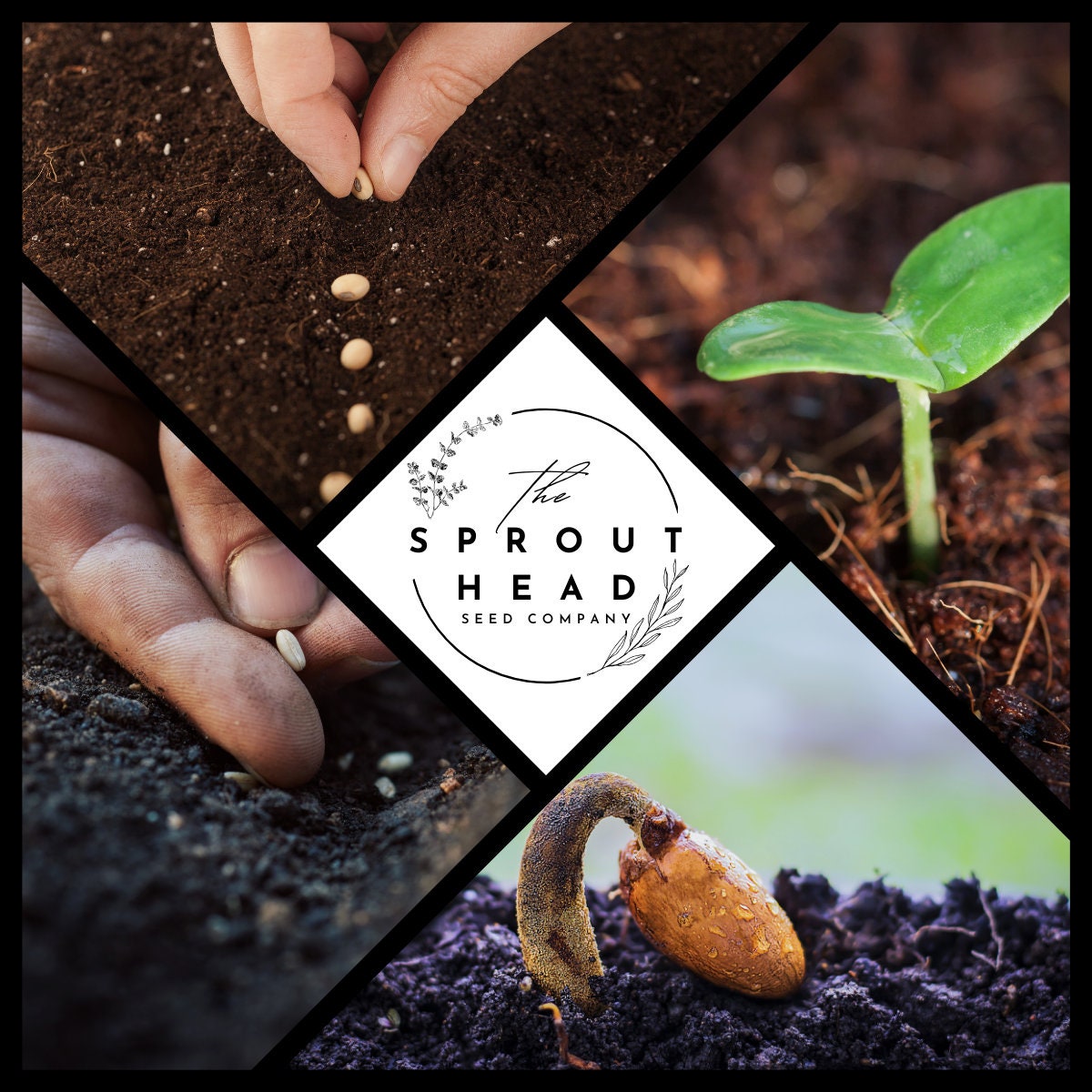 Spanish Fir - Abies Pinsapo - Rare 'plant' Seeds - Guanabana