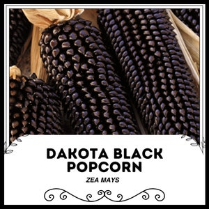 Dakota Schwarzes Popcorn - Zea Mays - Seltenes Erbgemüse