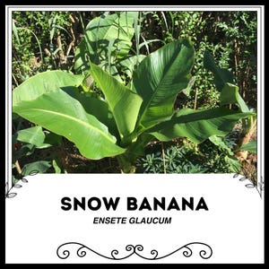 Op de afbeelding: Een close-up van een sneeuwbananenplant, ook bekend als Ensete glaucum, met grote, groene bladeren. De plant groeit in een tuin.