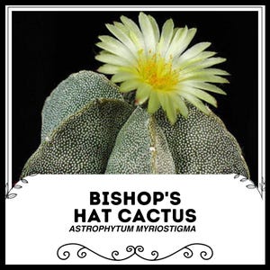 Cactus Sombrero de Obispo - Asphytum myriostigma - Semillas raras de 'Cactus' - Cactus Estrella, Amarillo-Verde, Mammillaria, Cactaceae, Cactus Erizo de Mar