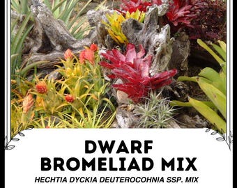 ブロメリア・エアープランツ Neoregelia High Voltagde Neoregelia High Voltage - メルカリ