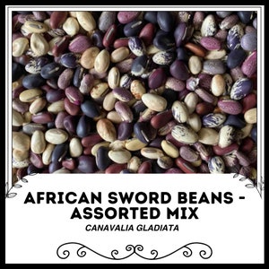 African Sword Beans - Assorted Mix - Canavalia gladiata - Rare Heirloom Vegetable