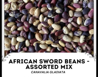 Frijoles espada africanos - Mezcla variada - Canavalia gladiata - Vegetal de herencia rara