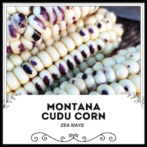Montana Cudu Corn - Zea mays - Rare Heirloom Vegetable