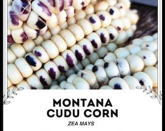 Montana Cudu Maíz - Zea mays - Vegetal de herencia rara