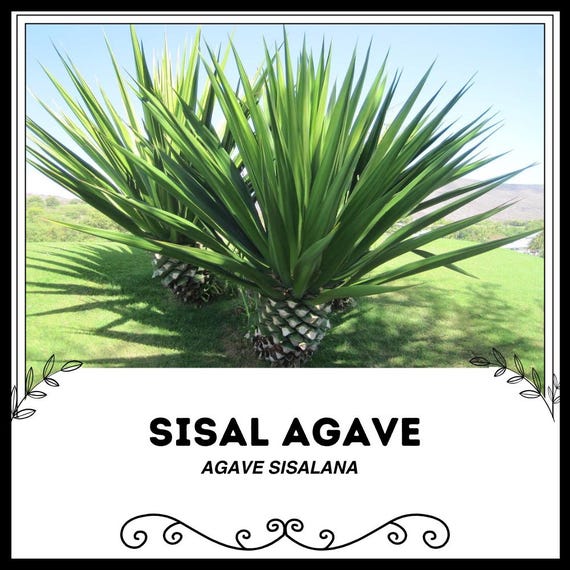 agave americana blue Agave Americana main image 1