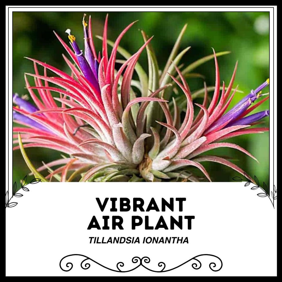 thumbnail image 2 of Tillandsia Ionantha ‘Blushing Bride’ – Live Air Plant, Bromeliad, Houseplant 2 of 6