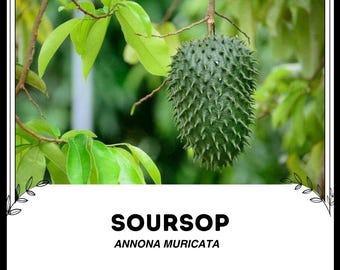 Corossol - Annona muricata - Graines de « fruits » rares - Guanabana, papaye du Brésil, corossol, vert-jaune, graviola, crème pâtissière, Annonacées
