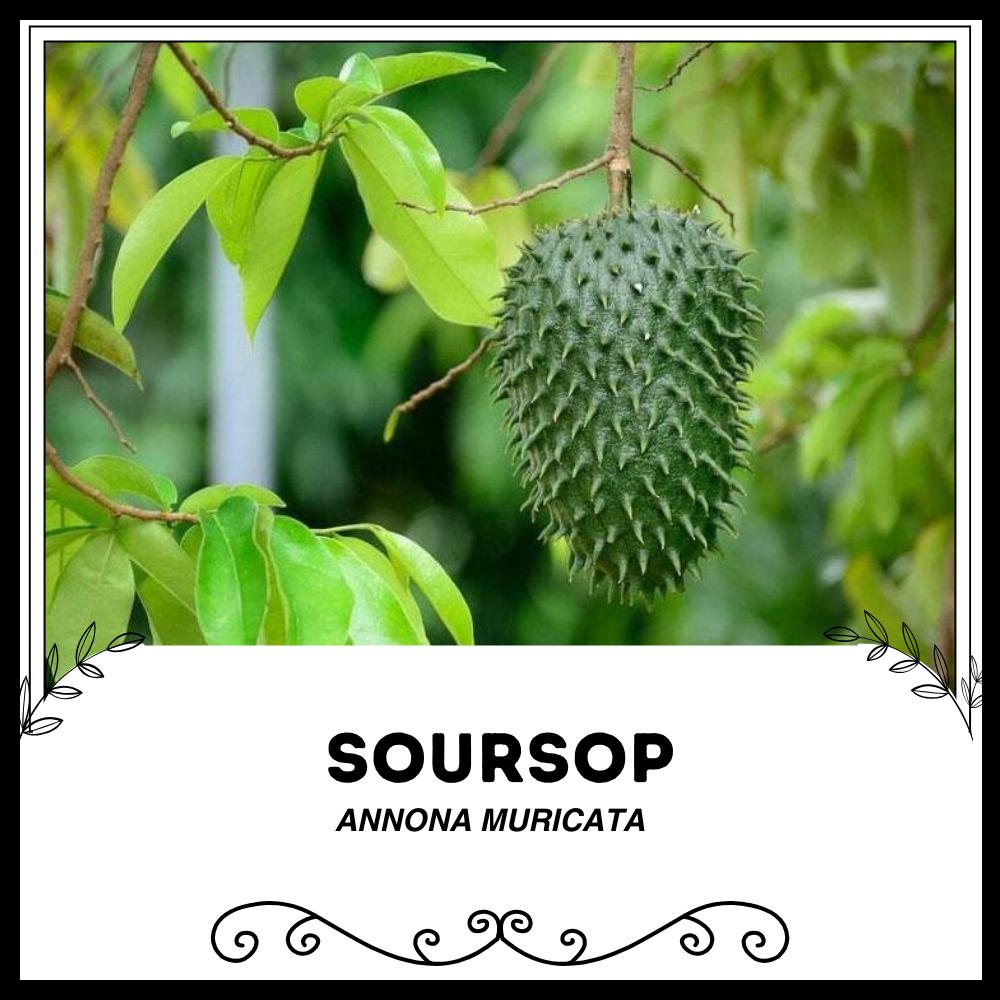 Soursop fruit - Etsy 日本