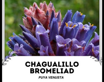 Chagualillo Bromeliad - Puya venusta - Rare 'Bromeliad' Seeds - Fireball Bromeliad, Blue-Purple, Puya raimondii, Beautiful Puya, Venus' Puya