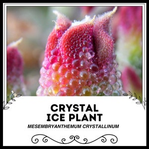 Crystal Ice Plant - Mesembryanthemum crystallinum - Rare &#39;Succulent&#39; Seeds - Rock Ice Plant, Pink-Yellow, Trailing Ice Plant, Aizoaceae