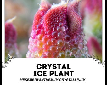Plante à glace en cristal - Mesembryanthemum crystallinum - Graines « succulentes » rares - Glace de roche, rose-jaune, plante de glace rampante, Aizoaceae