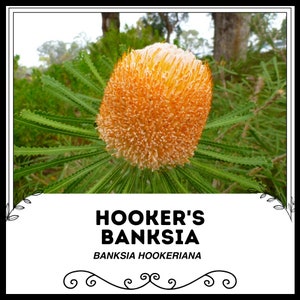 Op de afbeelding: Een close-up van een feloranje bloem met een stekelige textuur. De bloem heet "Hookers Banksia" en de wetenschappelijke naam is "Banksia hookeriana".