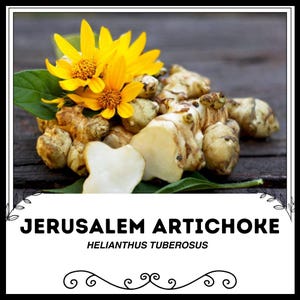 May include: Image of Jerusalem artichoke tubers with bright yellow flowers and green leaves. The text "JERUSALEM ARTICHOKE" and "HELIANTHUS TUBEROSUS" is displayed below the image. The tubers are beige and have an irregular shape.