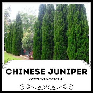 Chinese Juniper - Juniperus chinensis - Rare &#39;Plant&#39; Seeds - Eastern Red Cedar, Green-White, Blue Point Juniper, Cupressaceae, Elephant Bush