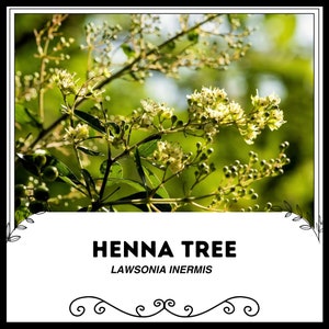 Henna Tree - Lawsonia inermis - Rare Plants Seeds - Mehndi Plant, Green-Brown, Egyptian Privet, Al-Khanna, Mignonette Tree, Camphire