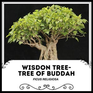 Peepal Tree Bonsai - Etsy Canada