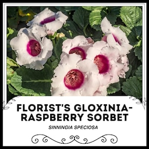 Florist&#39;s Gloxinia - Raspberry Sorbet - Sinningia Speciosa - Rare Plants Seeds - Brazilian Gloxinia, Pink-White,Cape Primrose,Fairy Gloxinia