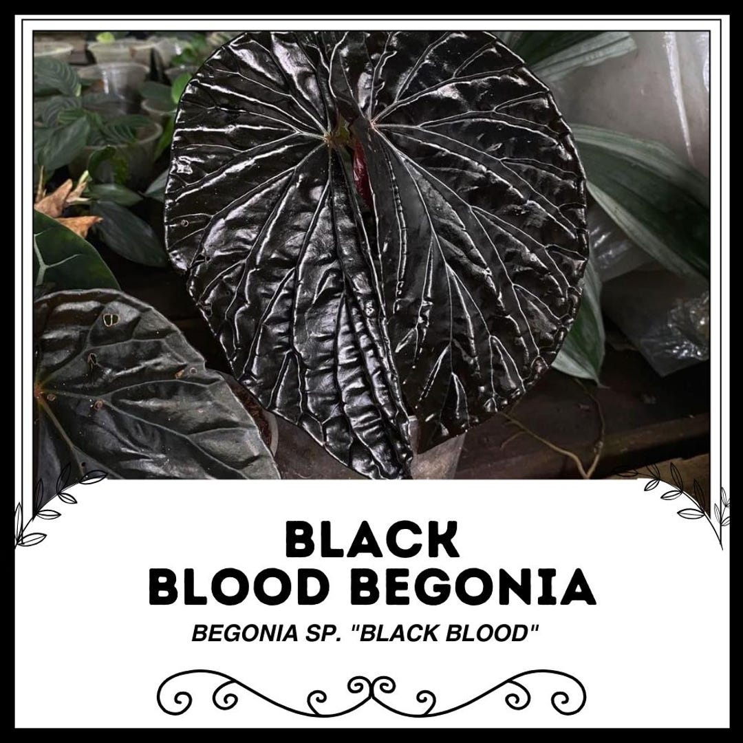 Black Blood Begonia - Begonia Sp. 
