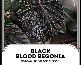 週末セール　怪奇植物 ベゴニア　フェロックス　激レア　希少植物　② 週末セール 怪奇植物 ベゴニア フェロックス 激レア 希少植物 ②