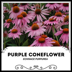 Purpur Sonnenhut - Echinace purpurea - Seltene &#39;Pflanzen&#39; Samen - Östlicher Sonnenhut, Rosa-Braun, Igel Sonnenhut, Purple Rudbeckia
