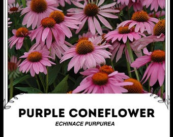 Echinacea viola - Echinace purpurea - Semi 'Pianta' rari - Echinacea viola orientale, Rosa-Marrone, Echinacea riccio, Rudbeckia viola