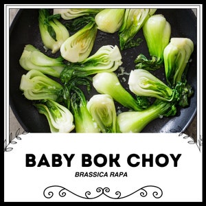 Baby Bok Choy - Brassica rapa - Rare Heirloom Vegetable