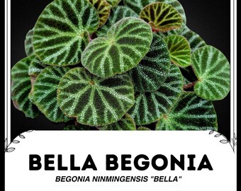 セール怪奇植物 ベゴニア　フェロックス　激レア　希少植物　③ 怪奇植物 ベゴニア フェロックス 激レア 希少植物 ③