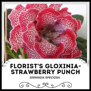 Florist&#39;s Gloxinia - Strawberry Punch - Sinningia Speciosa - Rare Plants Seeds - Brazilian Gloxinia, Pink-White,Fairy Gloxinia,Cape Primrose