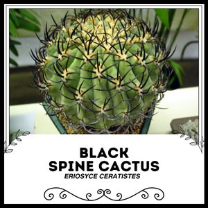 Black Spine Cactus - Eriosyce ceratistes - Rare &#39;Cactus&#39; Seeds - Golden Ball Cactus, Green-Yellow, Notocactus scopa, Black Lace Cactus