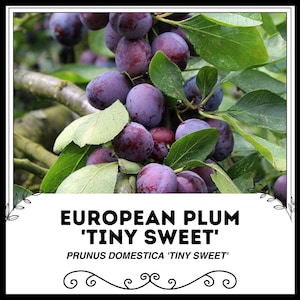 European Plum &#39;Tiny Sweet&#39; - Prunus domestica &#39;Tiny Sweet&#39; - Rare &#39;Fruit&#39; Seeds - Prunus domestica, Blue-Purple, Plum Tree, Mini Sweet