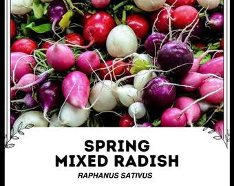 Rábano mixto de primavera - Raphanus sativus - Vegetal de herencia rara