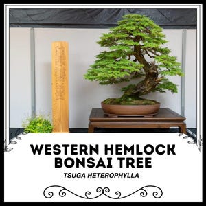 Westlicher Hemlocktanne Bonsai Baum - Tsugaheterophylla - Seltene &#39;Bonsai Baum&#39; Samen - Berg Schierling, grün-braun, Tsuga, kanadische Hemlocktanne