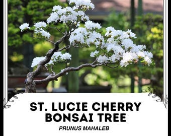 Árbol Bonsái de Cerezo de Santa Lucie - Prunus mahaleb - Semillas raras de 'Bonsái' - Cereza Acerola, Cereza de Barbados, Cereza de las Indias Occidentales, Cereza de las Antillas