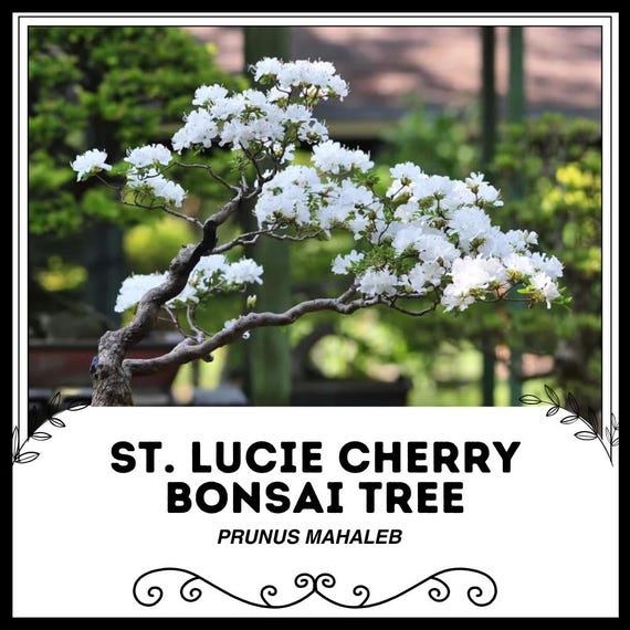 indoor bonsai tree Chinese Banyan Bonsai Tree for Home and Office main image 0