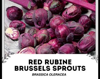 Coles de Bruselas de Rubine Roja - Brassica oleracea - Vegetal de herencia rara