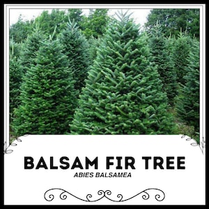 Peut inclure: Gros plan sur un groupe de sapins baumiers, également appelés Abies balsamea. Les arbres sont verts et ont une forme dense et symétrique.