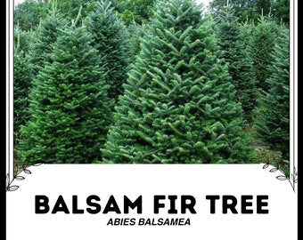 ノルドマンモミ（Abies Nordmanniana）、クリスマスツリー、コーカサス