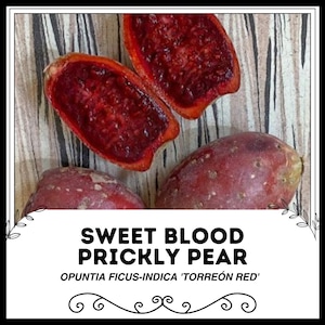 Sweet Blood Prickly Pear - Opuntia Ficus-Indica &#39;Torreón Red&#39; - Rare &#39;Fruit&#39; Seeds - Indian Fig, Red-Orange,Cactus Pear,Opuntia Ficus Indica