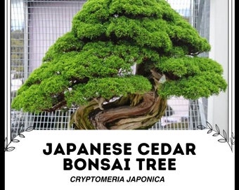 Japanische Zeder Bonsai-Baum - Kryptomeria japonica - Seltene 'Bonsai'-Baumsamen  - Sugi, Japanische Zeder, Grn-Gelb, Japanische Kryptomerie - Etsy  sterreich