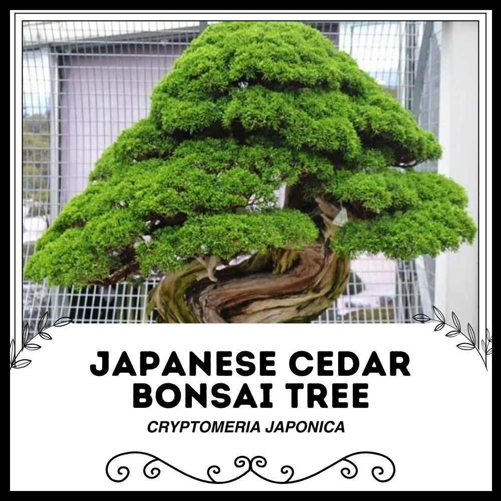Bonsai lemon tree - Etsy.de