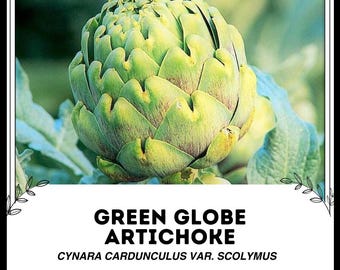Grüne Kugelartischocke - Cynara cardunculus var. scolymus - seltenes Erbgemüse